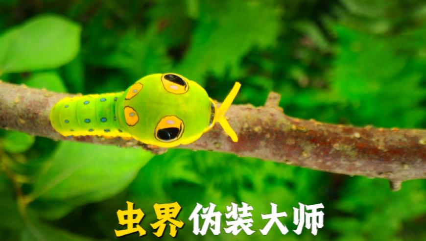 VIT战胜T1,管家婆三肖三期必出一期澳门跑狗,最新答案解释落实_视频版V4.71